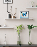 Ulysses Butterfly - 8x10 Print
