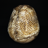 Resin Skull Amethyssst I