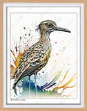 Bush Stone Curlew - 8x10 Print