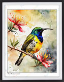 Olive Backed Sunbird - 8x10 Print