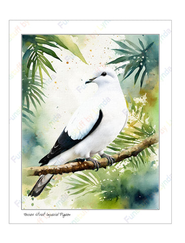 Torres Strait Pigeon - 8x10 Print